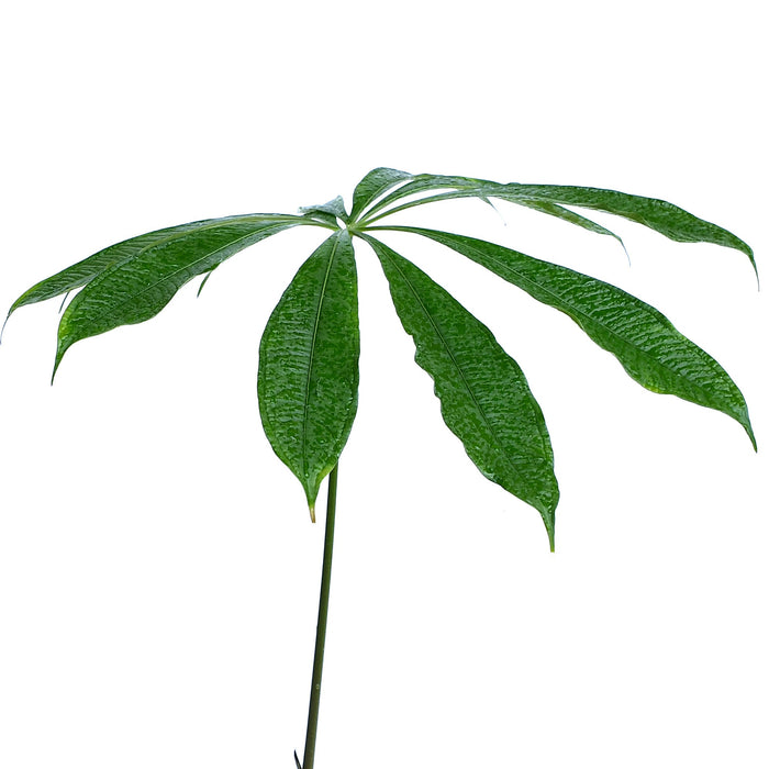 Anthurium croatii 'corrugado'