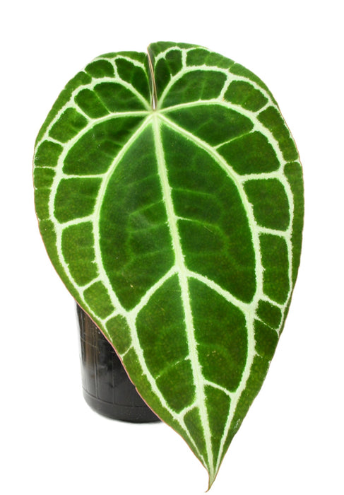 Anthurium crystallinum Silver - Brilliant Silver Veins