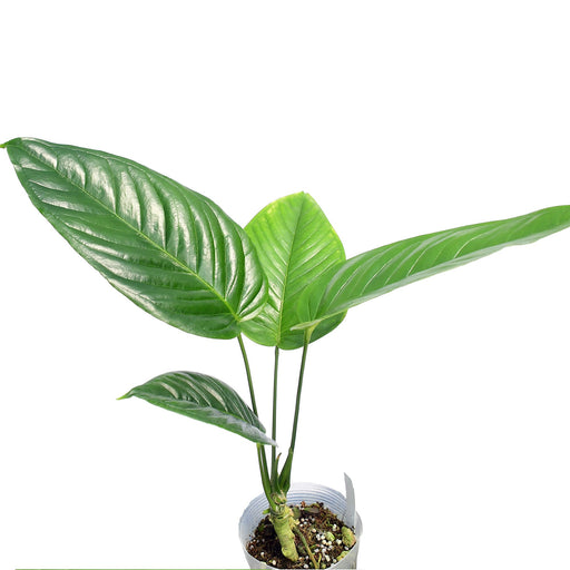 anthurium cuspidatum Anthurium cuspidatum Ecuagenera (seedling)