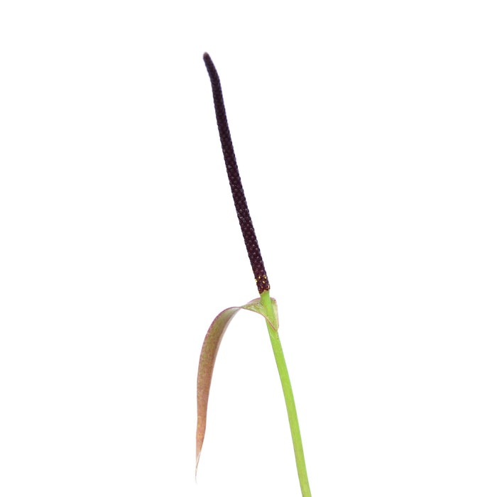 anthurium decurrens Anthurium decurrens