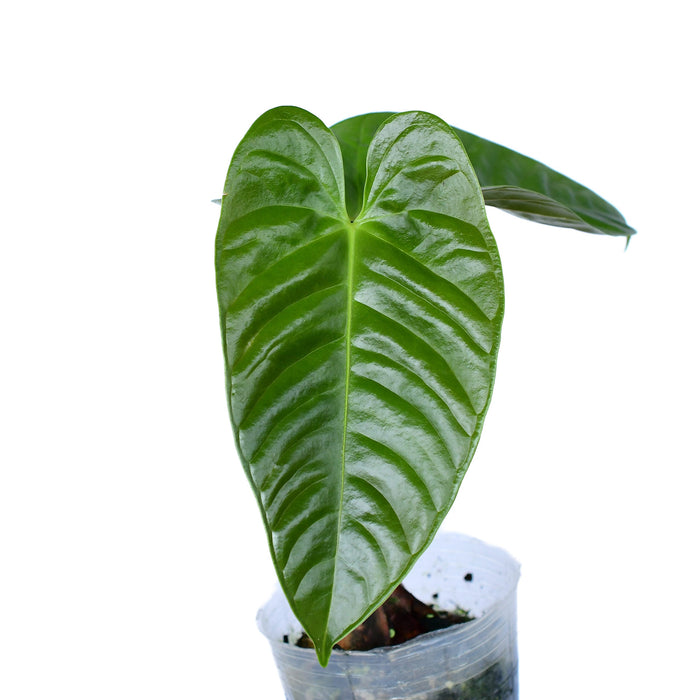 Anthurium delannayi