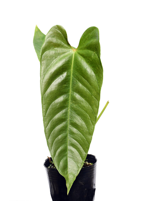 Anthurium delannayi