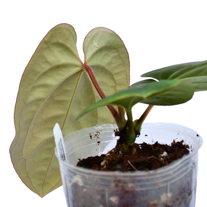 Anthurium dressleri