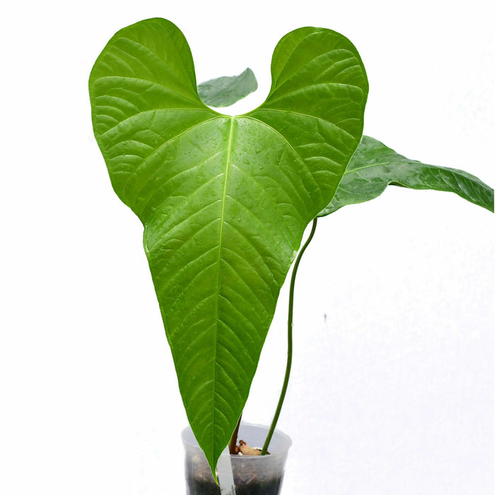 Anthurium effusilobum