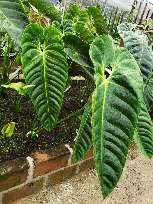 anthurium esmeraldense vs philodendron esmeraldense Anthurium esmeraldense