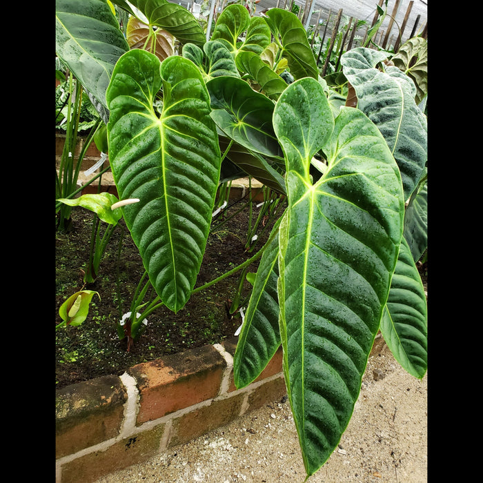 Anthurium esmeraldense