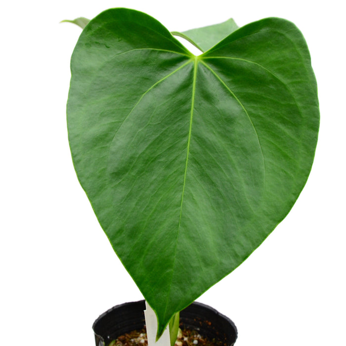 anthurium mexican giant Anthurium Huixtlense - Mexican Tropical Plant