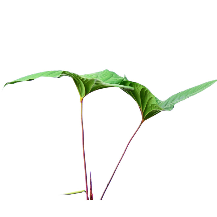 Anthurium insigne