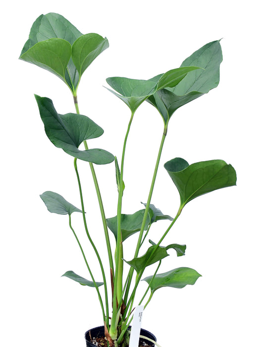 Anthurium lentii