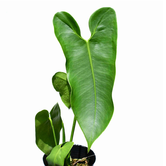 Anthurium longissimilobum 'Guayzimi'