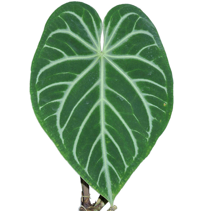 Anthurium magnificum