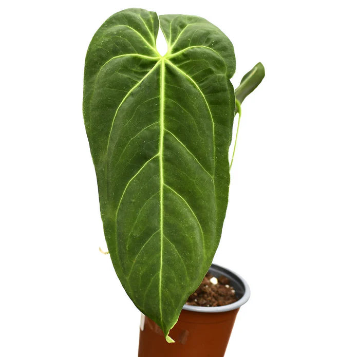 Anthurium metallicum seedling