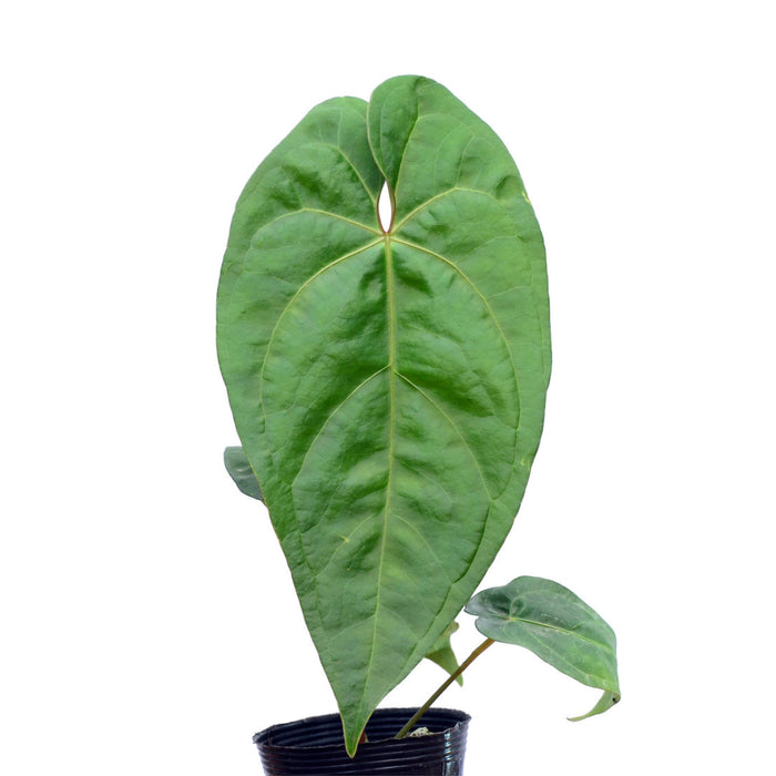 Anthurium nigrolaminum