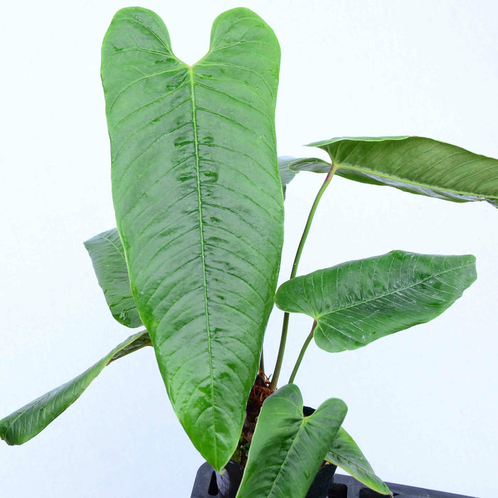 Anthurium offolterianum