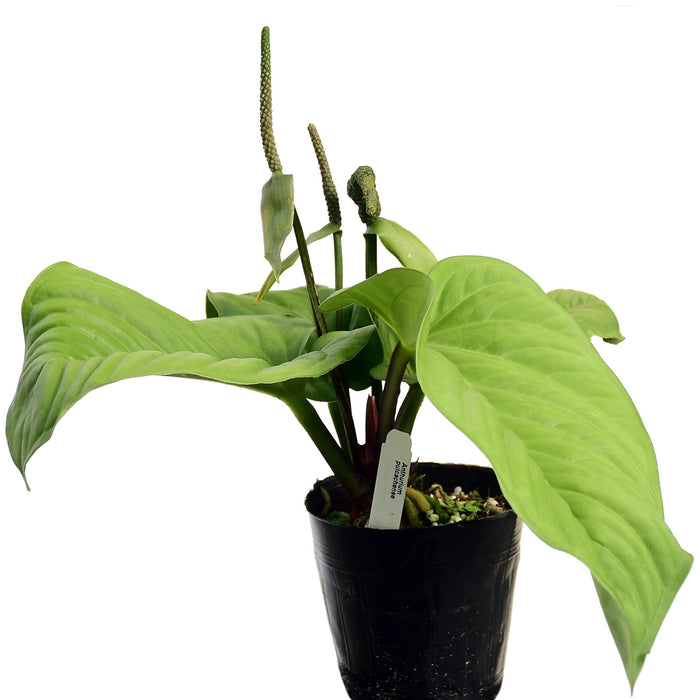 Anthurium pulcachense