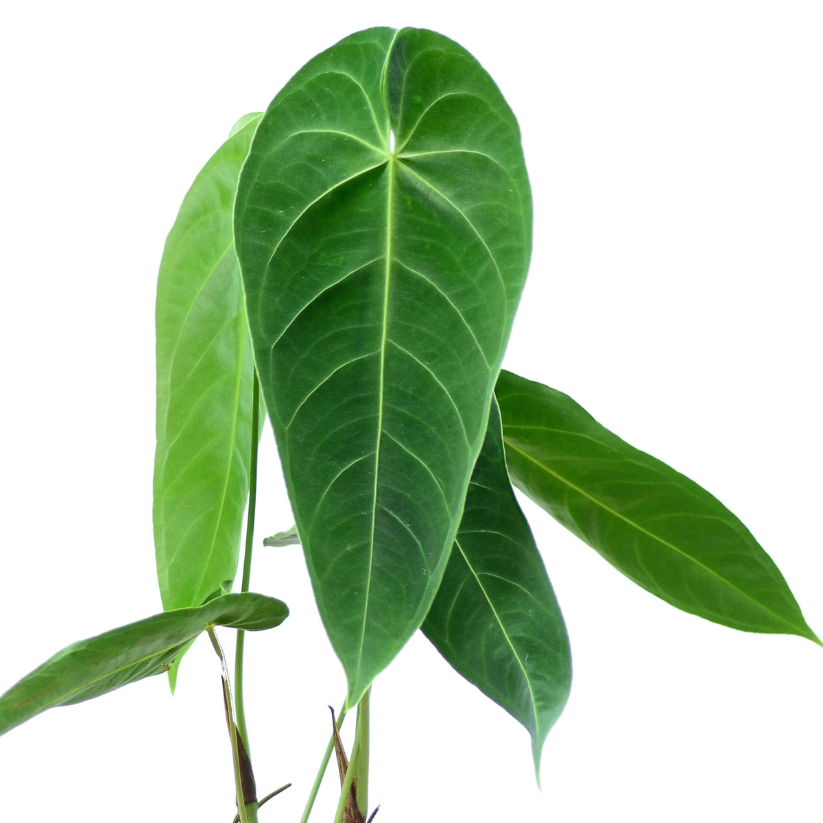 Anthurium queremalense