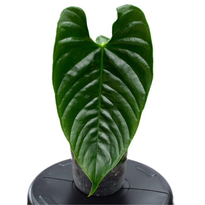 Anthurium recavum