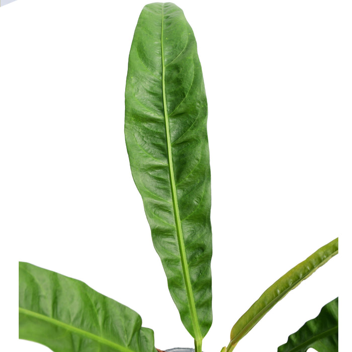 Anthurium reflexinervium aff