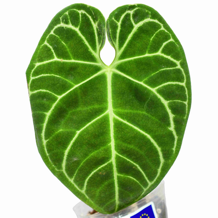 Anthurium regale