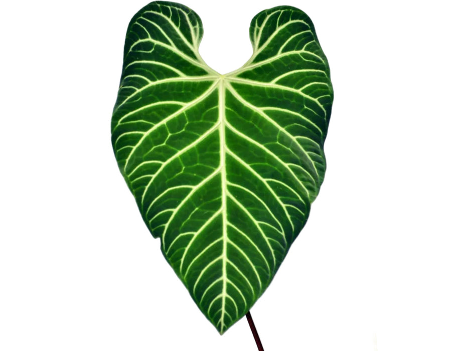 Anthurium regale (Big)