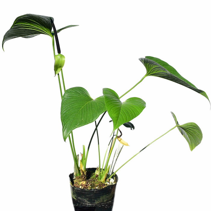 Anthurium rivulare