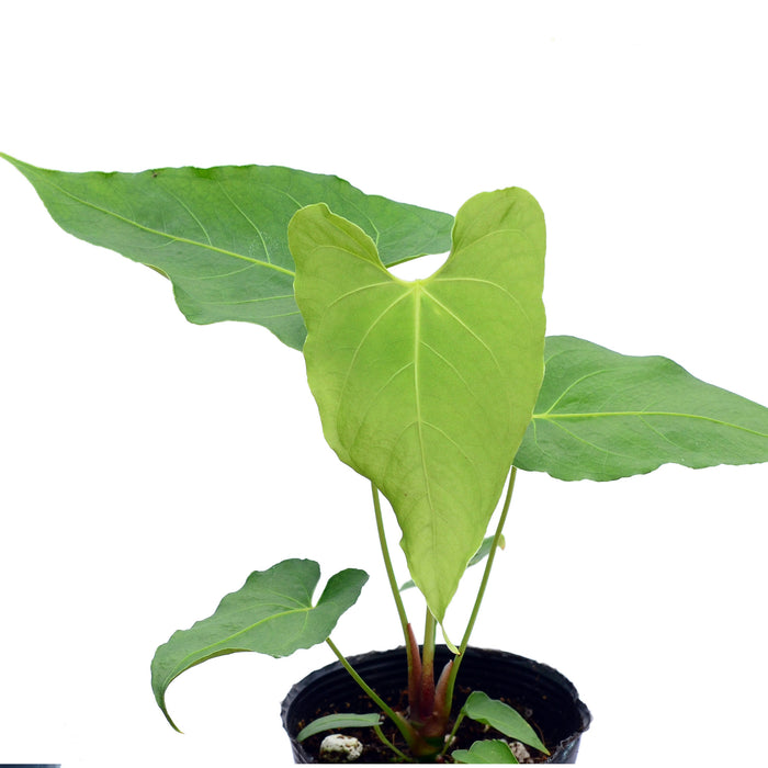 Anthurium rotundistigmatum