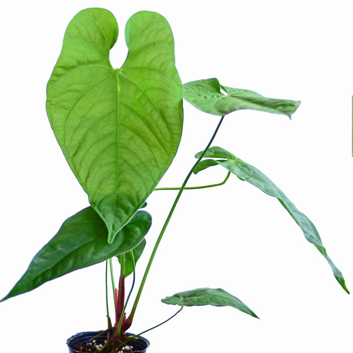 Anthurium rotundistigmatum