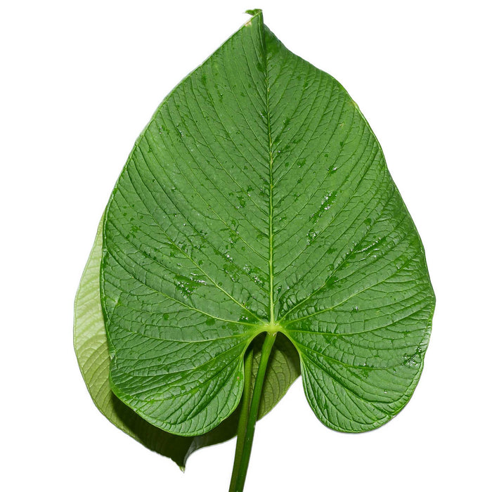 anthurium lingua Anthurium rugulosum 'Chita' — Ecuagenera USA Corp