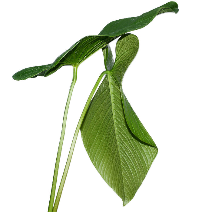 anthurium rugulosum for sale Anthurium rugulosum 'Chita'