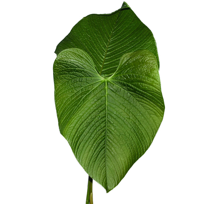 anthurium rugulosum Anthurium rugulosum 'Chita' — Ecuagenera USA Corp