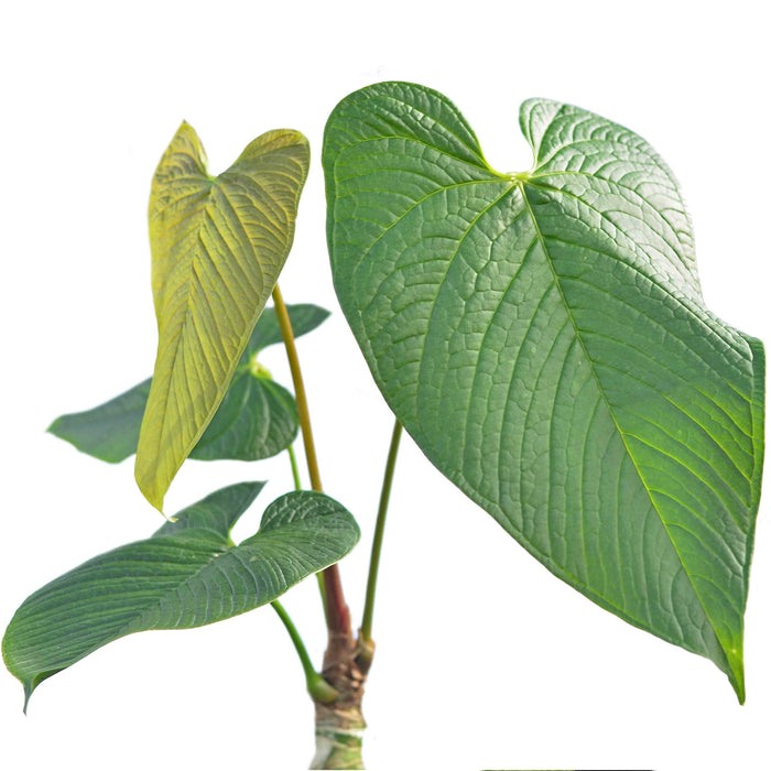 philodendron rugulosum Anthurium rugulosum 'Lluruqui'