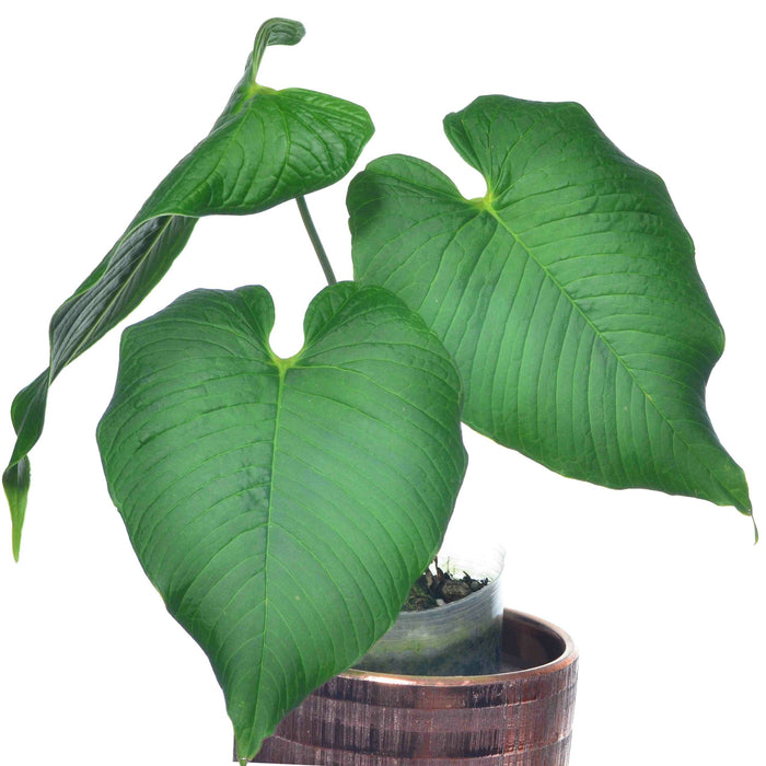 anthurium alluriquinense Anthurium rugulosum 'Lluruqui'