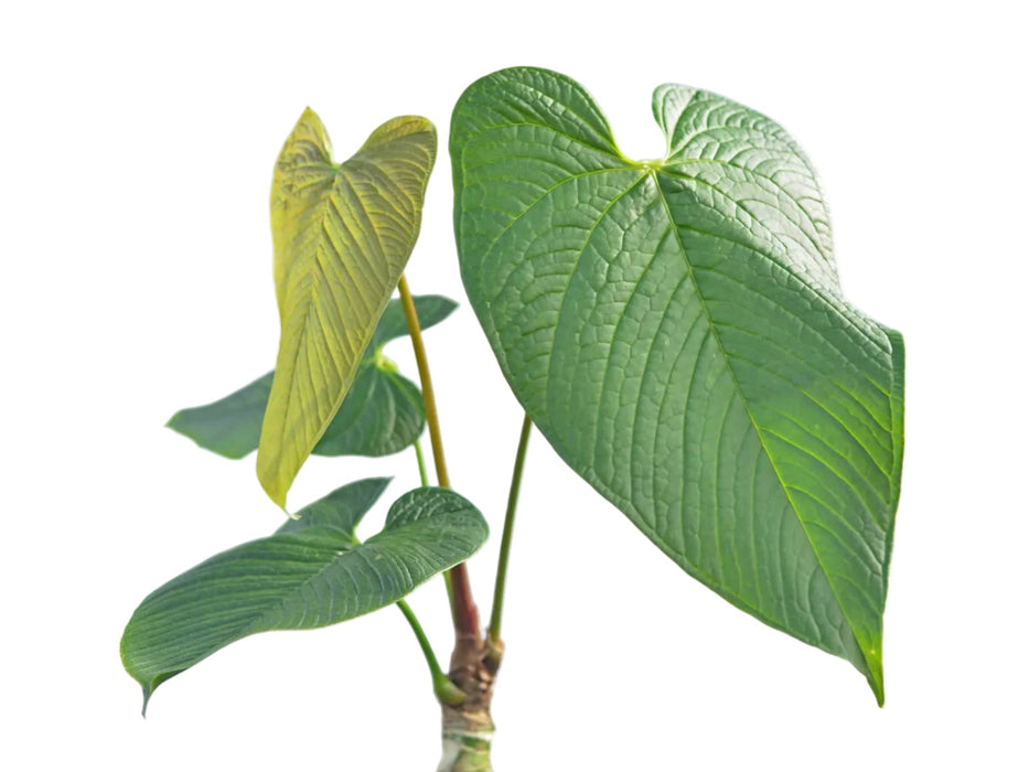 Anthurium rugulosum 'Lluruqui'