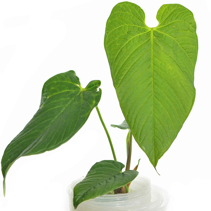 Anthurium rugulosum 'Lluruqui'