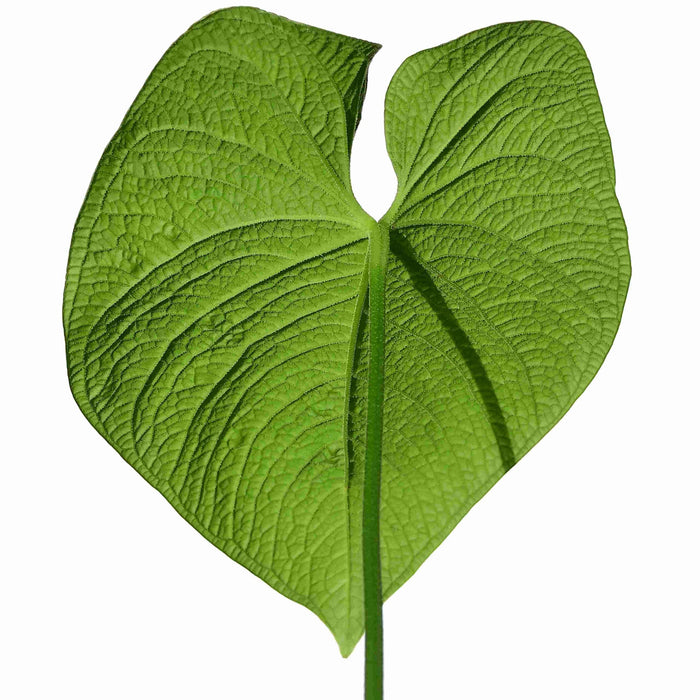 Anthurium rugulosum 'Crinitum'