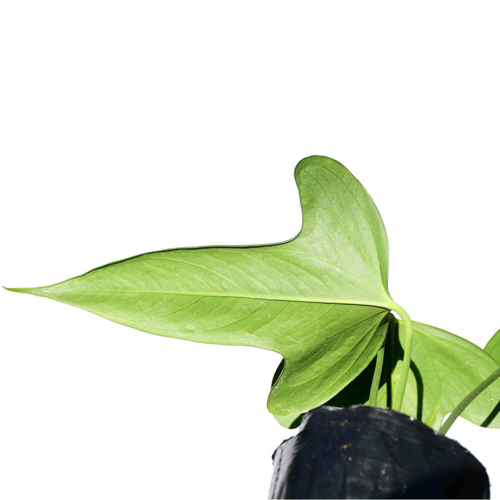 Anthurium truncicola