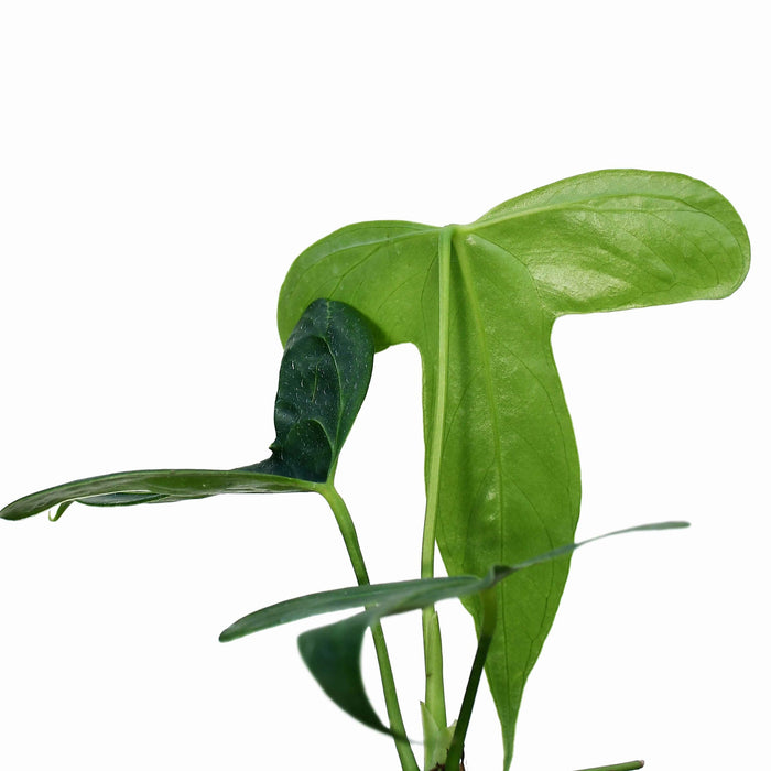 Anthurium truncicola