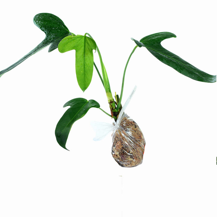 Anthurium truncicola