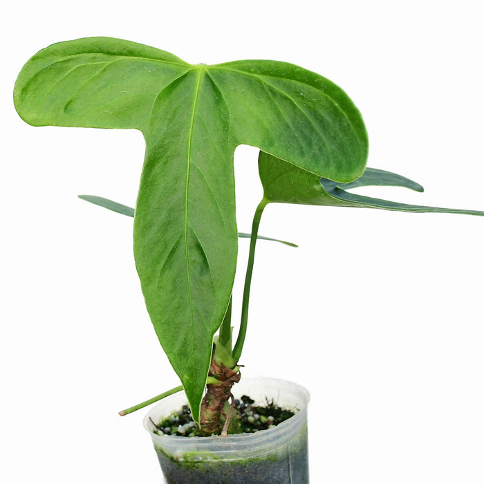 Anthurium truncicola