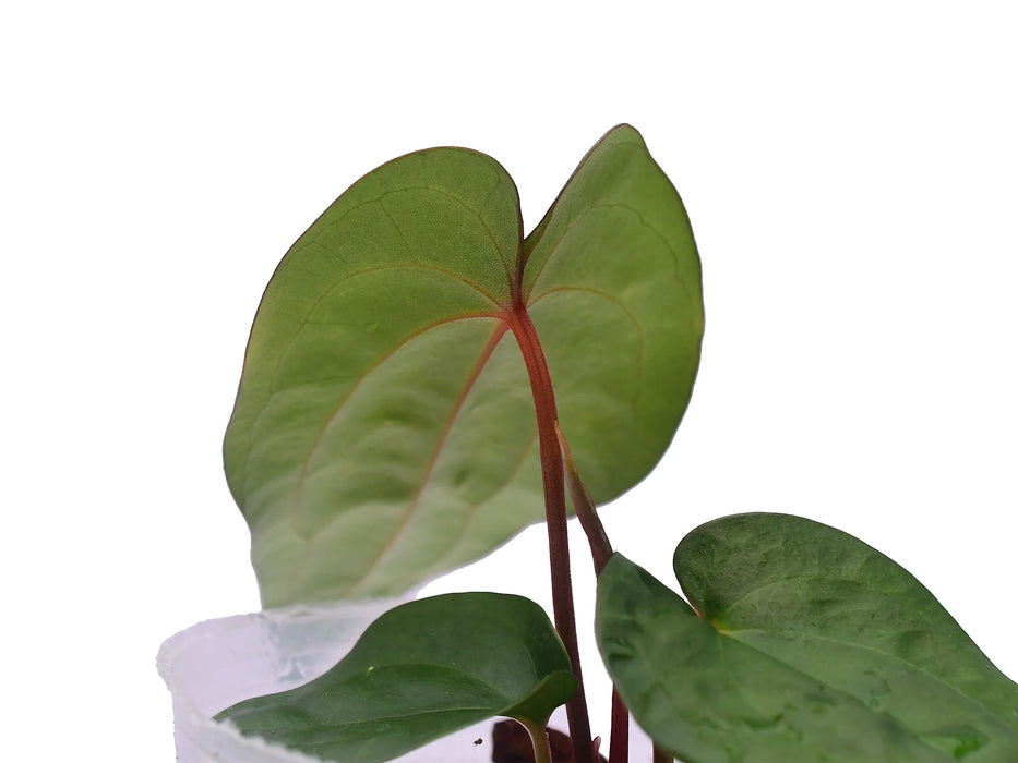 Anthurium nigrolaminum x Anthurium dressleri (seedling)