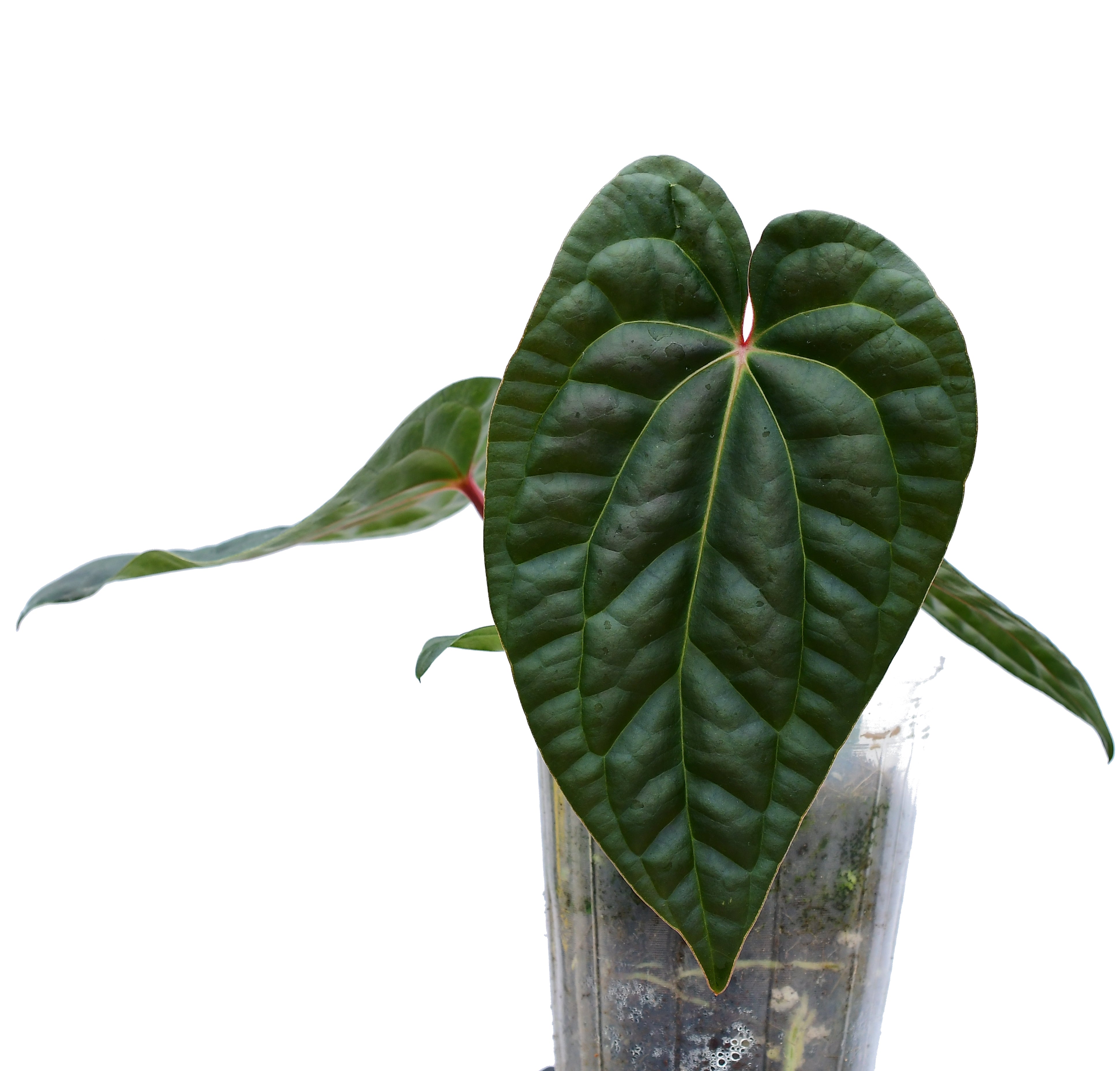 Anthurium Amazon Diamond - Silver Veined Hybrid | Ecuagenera USA