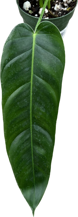 Philodendron Amazon Spirit