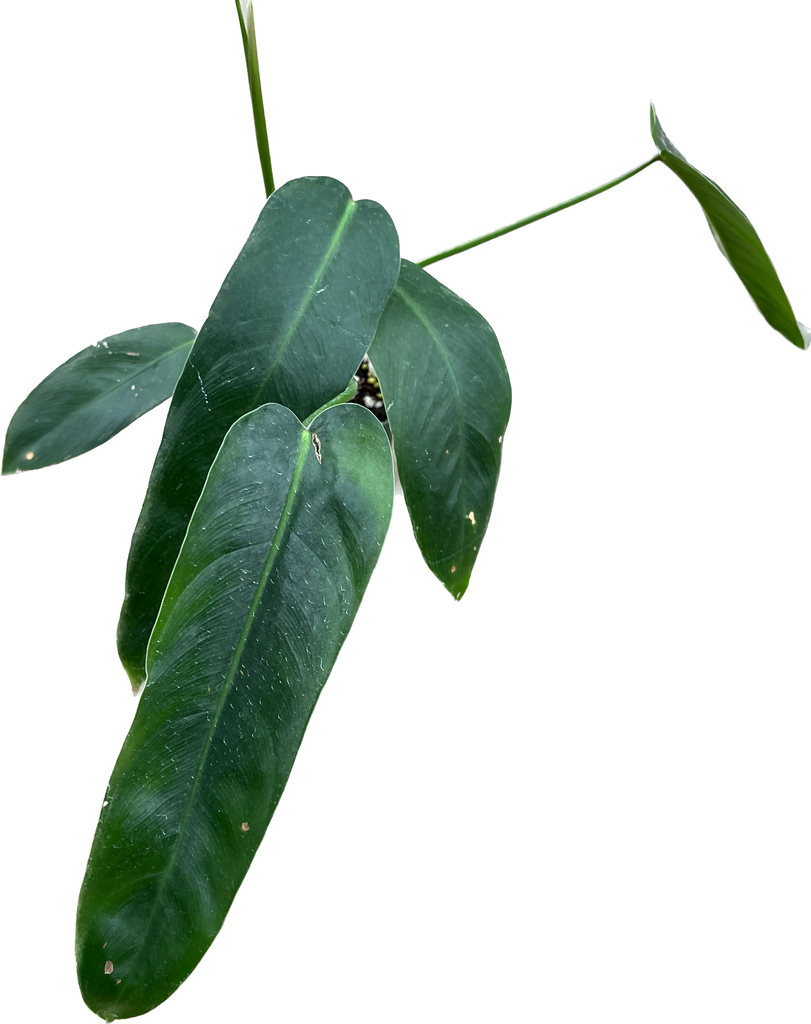 AnthuriumAmazonplants1_1024x10