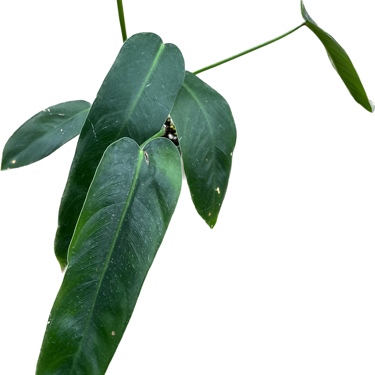 Philodendron Amazon Spirit — Ecuagenera USA Corp