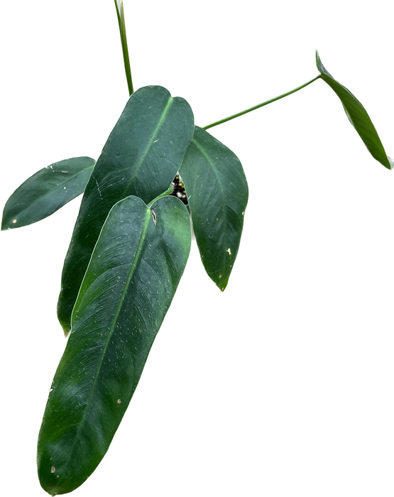 Philodendron Amazon Spirit