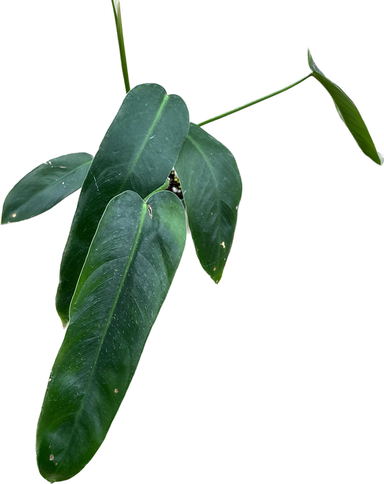 philodendron leopoldina Philodendron Amazon Spirit