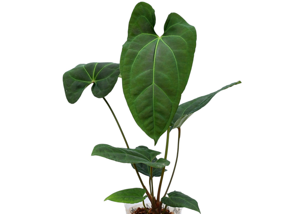 Anthurium Black Anaconda