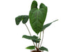 Anthurium Black Anaconda