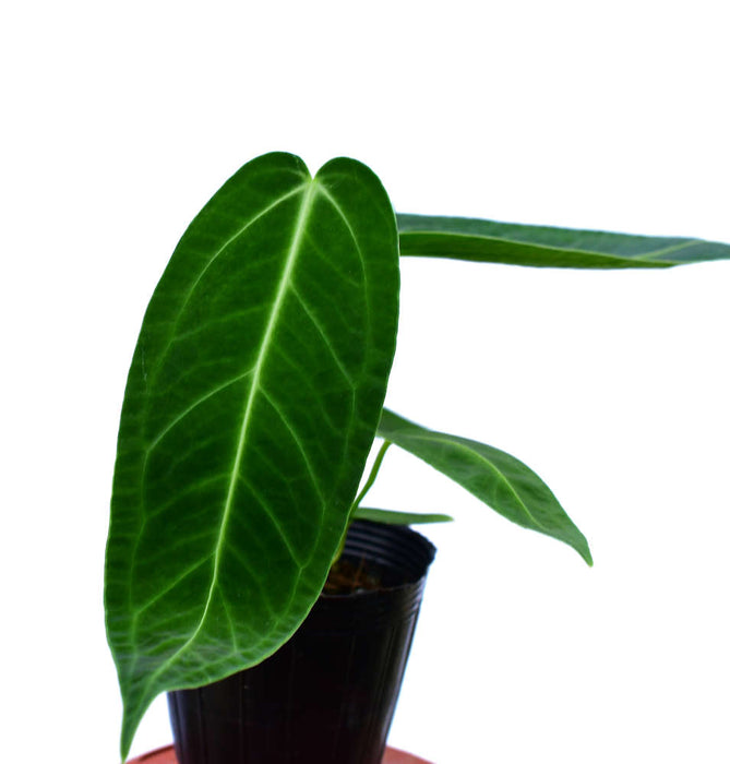 anthurium waterburyanum x warocqueanum Anthurium Ecuagenera Queen 'Inverse crossing' — Ecuagenera USA Corp