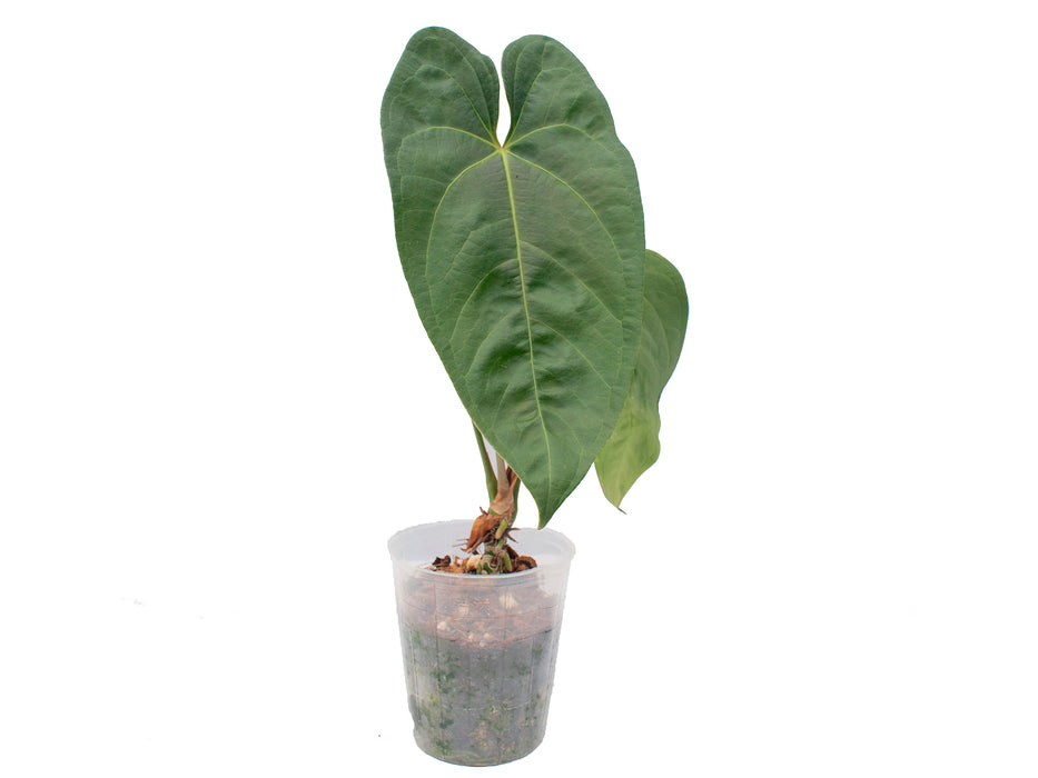 Anthurium Forget's Arrow